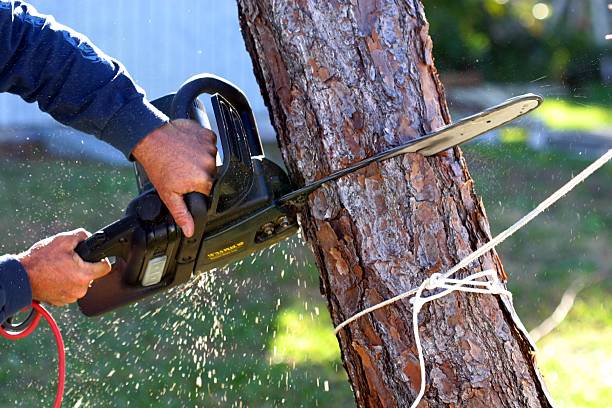 Best Emergency Tree Removal  in New River, AZ