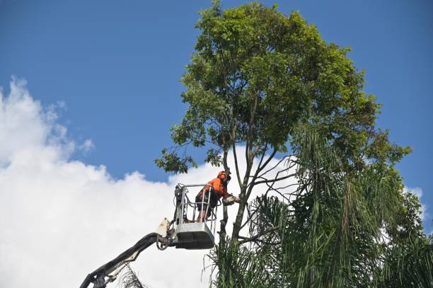 How Our Tree Care Process Works  in  New River, AZ